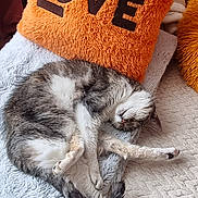 Bobine participe au concours pour gagner de l'argent avec cette photo : animal, blanket, cat, comfort, cozy, cute, fur, furniture, home_interior, indoor, love_text, orange_pillow, paw, pet, relaxing, resting, sleeping, soft_texture, tail, warm