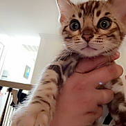 Simba is registered to the contest to win money with this photo: kitten, cat, hand, indoor, pet, animal, feline, close_up, curious, young, spotted, domestic, mammal, cute, whiskers, ears, paw, person, holding, home