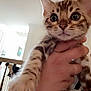 kitten, cat, hand, indoor, pet, animal, feline, close_up, curious, young, spotted, domestic, mammal, cute, whiskers, ears, paw, person, holding, home