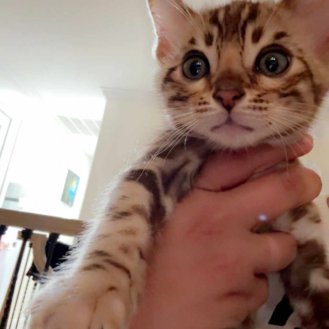 Simba is registered to the contest to win money with this photo: animal, cat, close_up, curious, cute, domestic, ears, feline, hand, holding, home, indoor, kitten, mammal, paw, person, pet, spotted, whiskers, young