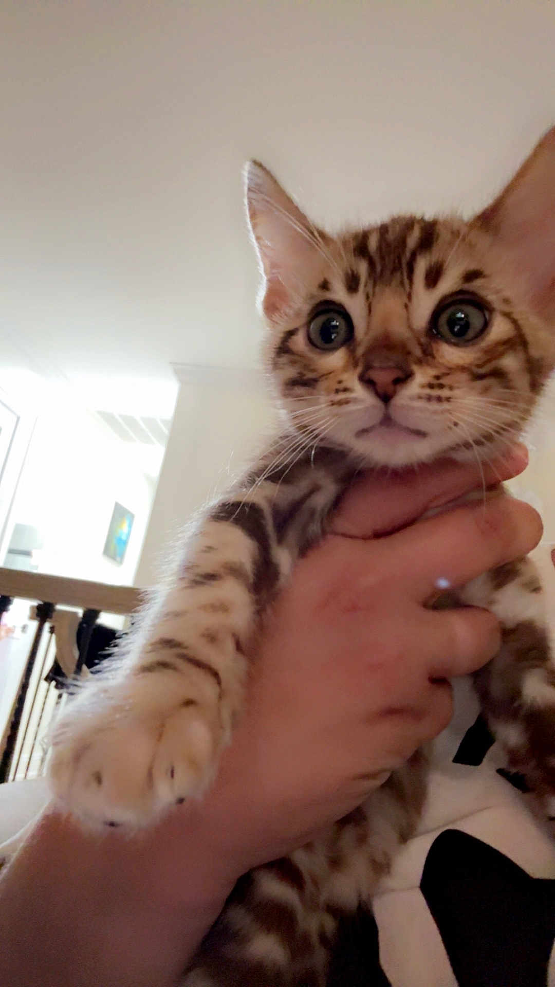 Simba is registered to the contest to win money with this photo: kitten, cat, hand, indoor, pet, animal, feline, close_up, curious, young, spotted, domestic, mammal, cute, whiskers, ears, paw, person, holding, home