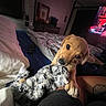 animal, bed, blanket, brown_dog, couch, cozy, curious, dog, fuzzy, home, indoor, living_room, night, pet, playful, puppy, remote_control, resting, soft_lighting, toy