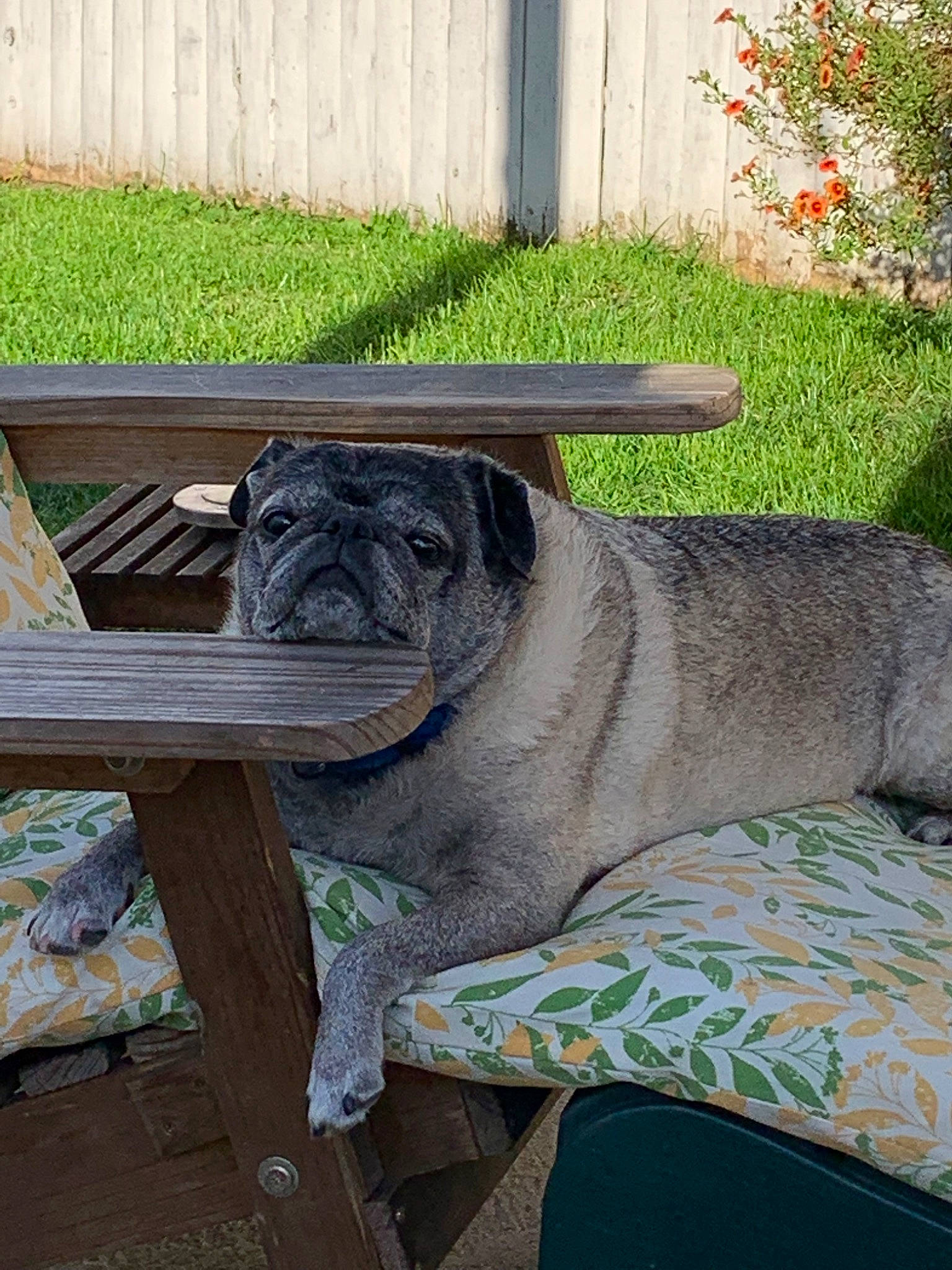 Bubba joined the competition — help win amazing prizes! boxer, bullmastiff, canidae, carnivore, companion_dog, dog, dog_breed, english_mastiff, fawn, korean_mastiff, mammal, molosser, neapolitan_mastiff, non_sporting_group, ori_pei, snout, sporting_group, vertebrate, wrinkle