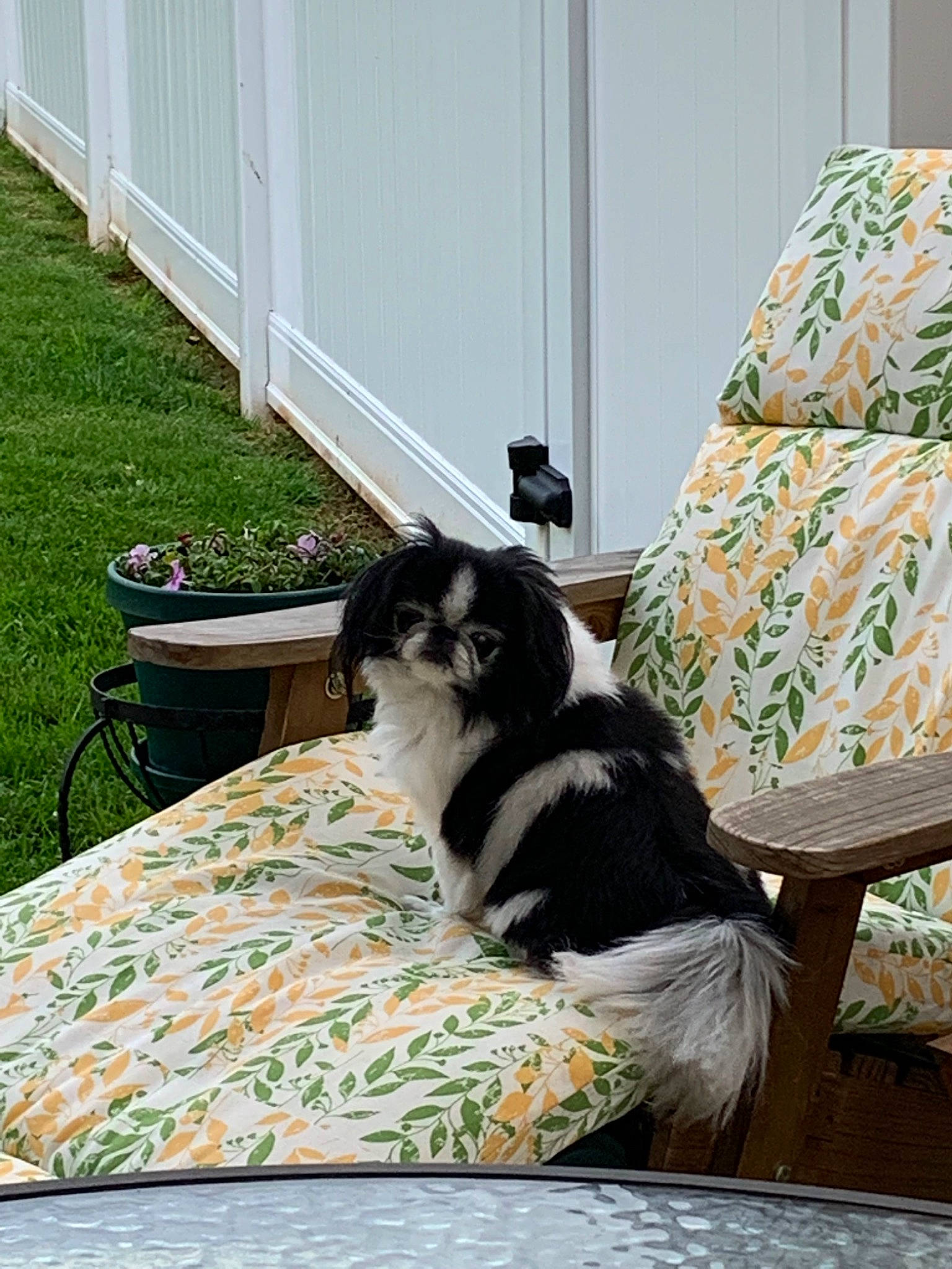 Chen joined the competition — help win amazing prizes! bed_sheet, canidae, carnivore, cat, couch, dog, dog_breed, felidae, furniture, home, house, linens, quilt, room, sporting_group, table, window