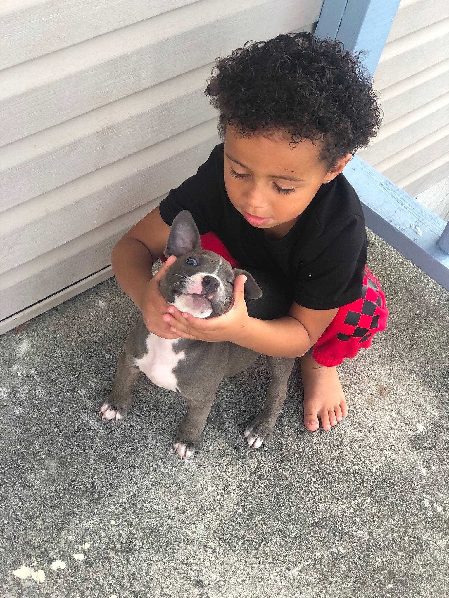 Jávon joined the competition — help win amazing prizes! boston_terrier, canidae, carnivore, child, companion_dog, dog, dog_breed, fawn, french_bulldog, leg, mammal, non_sporting_group, person, pit_bull, play, puppy, puppy_love, toddler