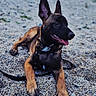 Sossa a rejoint le concours — aidez-le/la à gagner de superbes lots ! dog, puppy, outdoor, beach, gravel, tongue_out, relaxed, canine, animal, nature, ears, leash, brown_fur, black_fur, lying_down, summer, daytime, pet, cute, happy