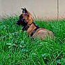 alert, animal, black_face, brown_fur, canine, daylight, dog, grass, grass_blades, greenery, harness, nature, outdoor, pet, puppy, resting, side_view, summer, wall, young_dog
