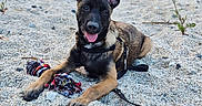 Sossa participe au concours pour gagner de l'argent avec cette photo : dog, puppy, outdoor, gravel, toy, rope_toy, leash, happy, tongue_out, ears, nature, rocks, greenery, canine, pet, animal, playful, resting, summer, young_dog