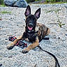 animal, canine, dog, ears, gravel, greenery, happy, leash, nature, outdoor, pet, playful, puppy, resting, rocks, rope_toy, summer, tongue_out, toy, young_dog