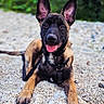 Sossa a rejoint le concours — aidez-le/la à gagner de superbes lots ! dog, puppy, animal, pet, outdoor, ears, tongue, black_coat, tan_coat, lying_down, pebbles, nature, happy, canine, leash, closeup, portrait, young_dog, smiling, grass