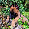 animal, black_snout, brown_fur, canine, chewing, close_up, curious, dog, ears, forest_floor, grass, greenery, ivy, nature, outdoor, pet, playful, puppy, wood, young_animal