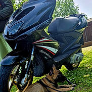 Sossa a rejoint le concours — aidez-le/la à gagner de superbes lots ! dog, puppy, grass, scooter, motorcycle, vehicle, outdoor, daylight, black, green, leash, seat, wheel, tire, handlebar, parked, nature, pet, canine, resting