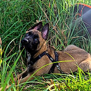 Sossa a rejoint le concours — aidez-le/la à gagner de superbes lots ! dog, puppy, grass, outdoor, nature, greenery, harness, animal, pet, canine, ears, fur, lying_down, young, curious, closeup, snout, daylight, background, playful