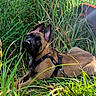 animal, background, canine, closeup, curious, daylight, dog, ears, fur, grass, greenery, harness, lying_down, nature, outdoor, pet, playful, puppy, snout, young