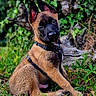 animal, black_face, canine, collar, cute, dog, ears, fur, grass, greenery, nature, outdoor, pet, plant, puppy, sitting, tan_fur, tree, wood, young