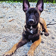 Sossa participe au concours pour gagner de l'argent avec cette photo : dog, puppy, outdoor, gravel, ears, animal, pet, nature, greenery, curious, lying_down, harness, young, alert, canine, closeup, portrait, daylight, ground, fur