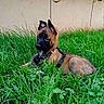 alert, animal, background_wall, black_face, brown_fur, canine, curious, daylight, dog, fur, grass, green, harness, nature, outdoor, pet, puppy, relaxing, side_view, young