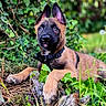 animal, black_face, brown, collar, cute, dog, ears, eyes, forest_floor, fur, grass, greenery, ivy, lying_down, nature, outdoor, pet, puppy, snout, young