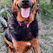 Jack a rejoint le concours — aidez-le/la à gagner de superbes lots ! animal, black, brown, canine, closeup, collar, dog, ears_up, friendly, fur, grass, happy, nature, outdoor, pet, playful, portrait, sitting, smiling, tongue_out