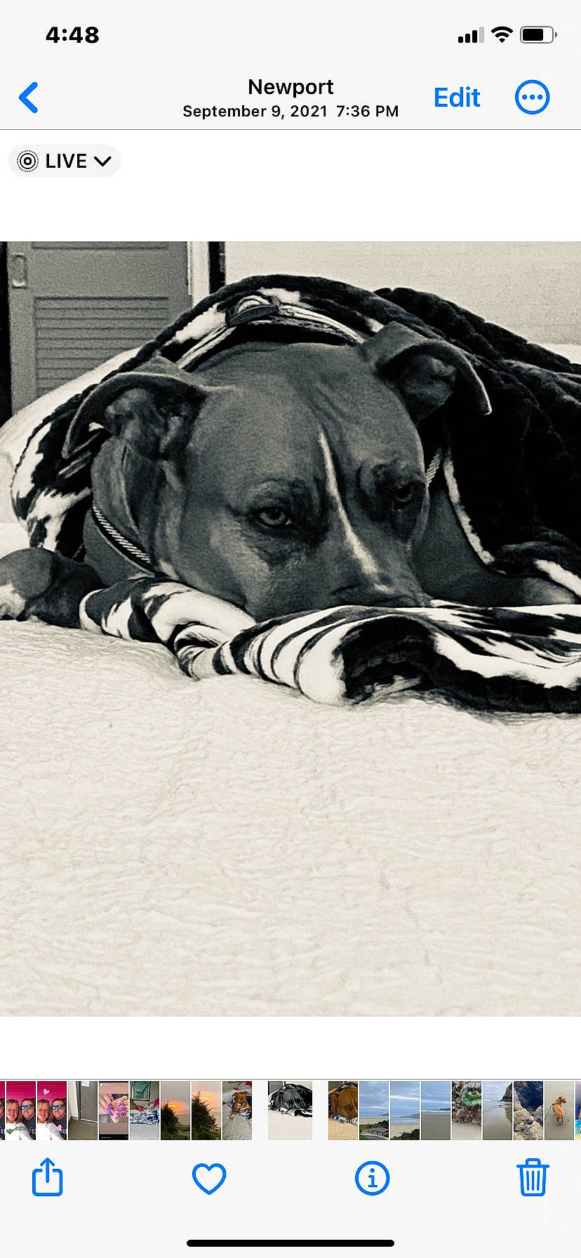 Indi joined the competition — help win amazing prizes! art, canidae, carnivore, collar, comfort, companion_dog, dog, dog_breed, dog_supply, fawn, guard_dog, monochrome, monochrome_photography, pattern, pet_supply, snout, sporting_group, stock_photography, whiskers, working_animal