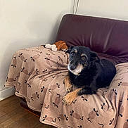 Taiko a rejoint le concours — aidez-le/la à gagner de superbes lots ! dog, couch, blanket, indoor, wooden_floor, plush_toy, black_dog, tan_paws, pet, resting, home, cozy, animal, furniture, looking, flooring, living_room, toy, relaxed, domestic