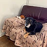 animal, black_dog, blanket, couch, cozy, dog, domestic, flooring, furniture, home, indoor, living_room, looking, pet, plush_toy, relaxed, resting, tan_paws, toy, wooden_floor