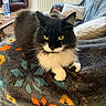 black_and_white_cat, blanket, cat, close_up, coffee_table, couch, cozy, fur, indoor, living_room, patterned_blanket, paws, pet, pillow, portrait, radiator, sofa, tuxedo_cat, water_bottle, whiskers