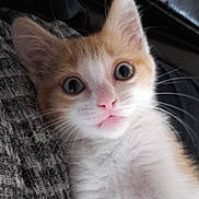 Ellio a rejoint le concours — aidez-le/la à gagner de superbes lots ! kitten, cat, orange_and_white, fur, whiskers, ears, eyes, nose, mouth, pet, animal, indoor, close_up, cute, curious, lying_down, texture, fabric, soft, young