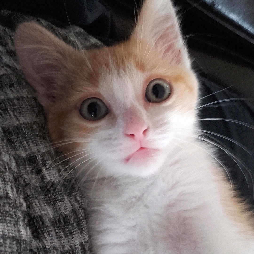 Ellio a rejoint le concours — aidez-le/la à gagner de superbes lots ! kitten, cat, orange_and_white, fur, whiskers, ears, eyes, nose, mouth, pet, animal, indoor, close_up, cute, curious, lying_down, texture, fabric, soft, young