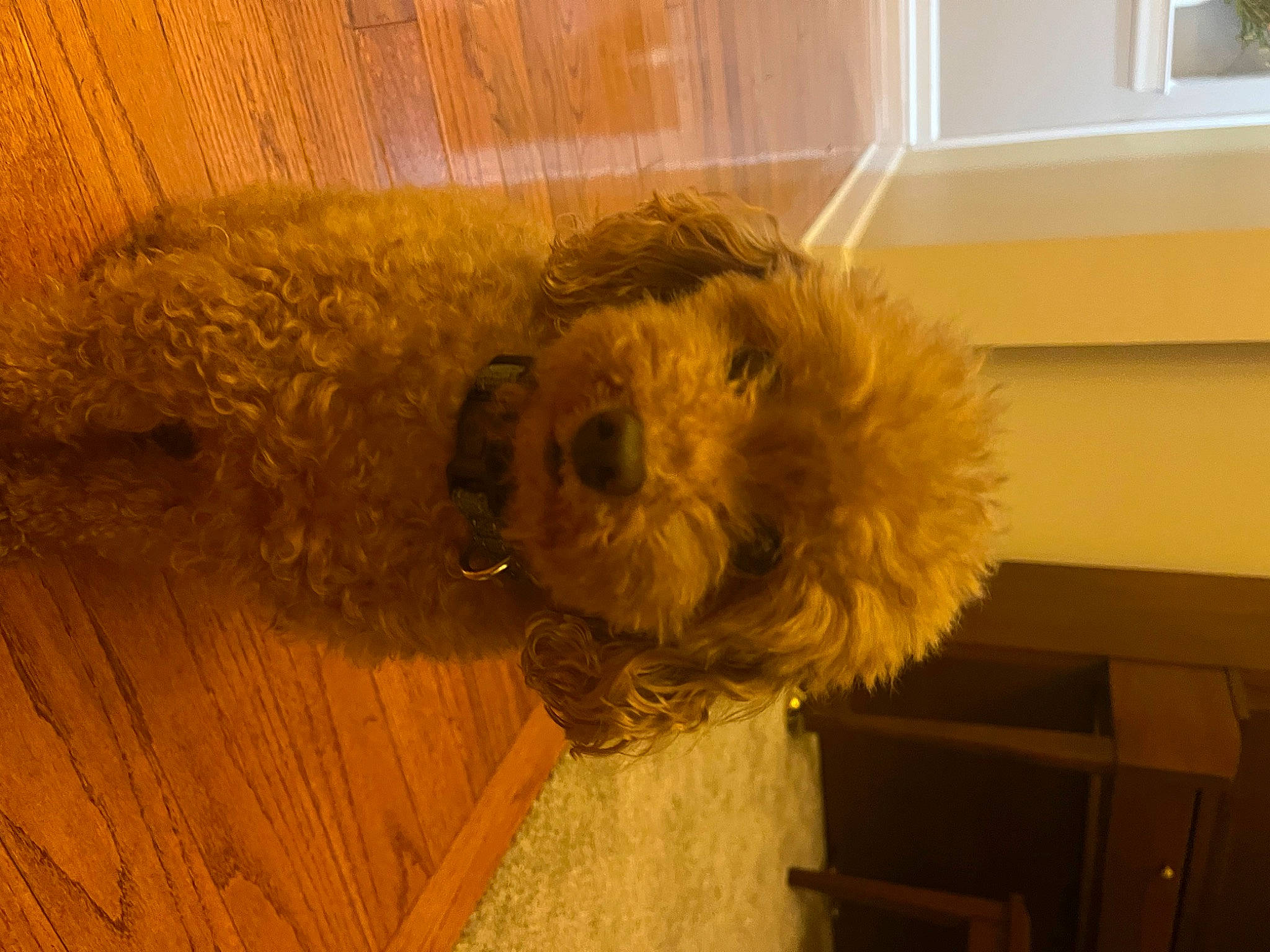 Finley is registered to the contest to win money with this photo: canidae, carnivore, companion_dog, dog, dog_breed, fawn, flooring, fur, hardwood, labradoodle, non_sporting_group, poodle, small_terrier, snout, sporting_group, tail, terrier, toy_dog, wood, working_animal