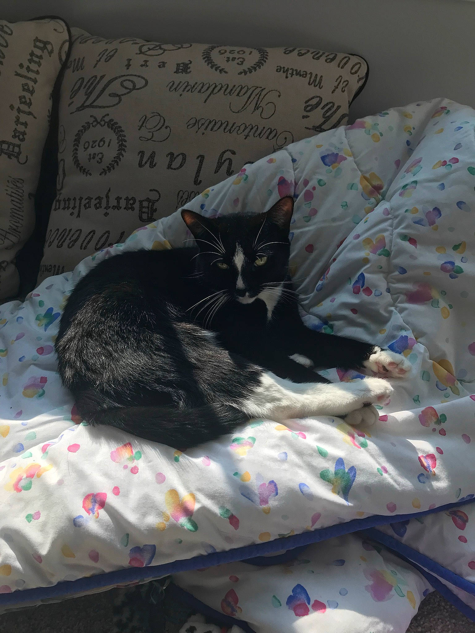 Demon joined the competition — help win amazing prizes! bed, bed_sheet, bedding, bedroom, bombay, carnivore, cat, comfort, domestic_short_haired_cat, felidae, fur, grey, linens, pattern, pillow, room, small_to_medium_sized_cats, tail, textile, whiskers
