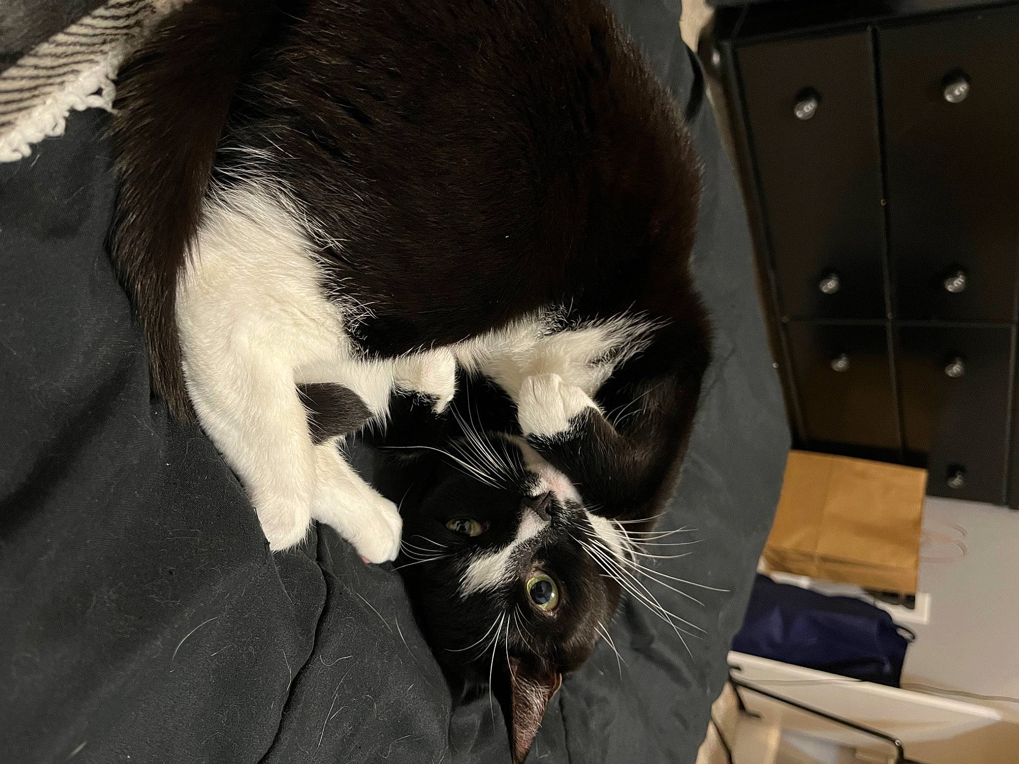 Demon is registered to the contest to win money with this photo: beard, box, cabinetry, carnivore, cat, chest_of_drawers, claw, comfort, domestic_short_haired_cat, drawer, ear, felidae, formal_wear, fur, gesture, jaw, small_to_medium_sized_cats, snout, tail, whiskers