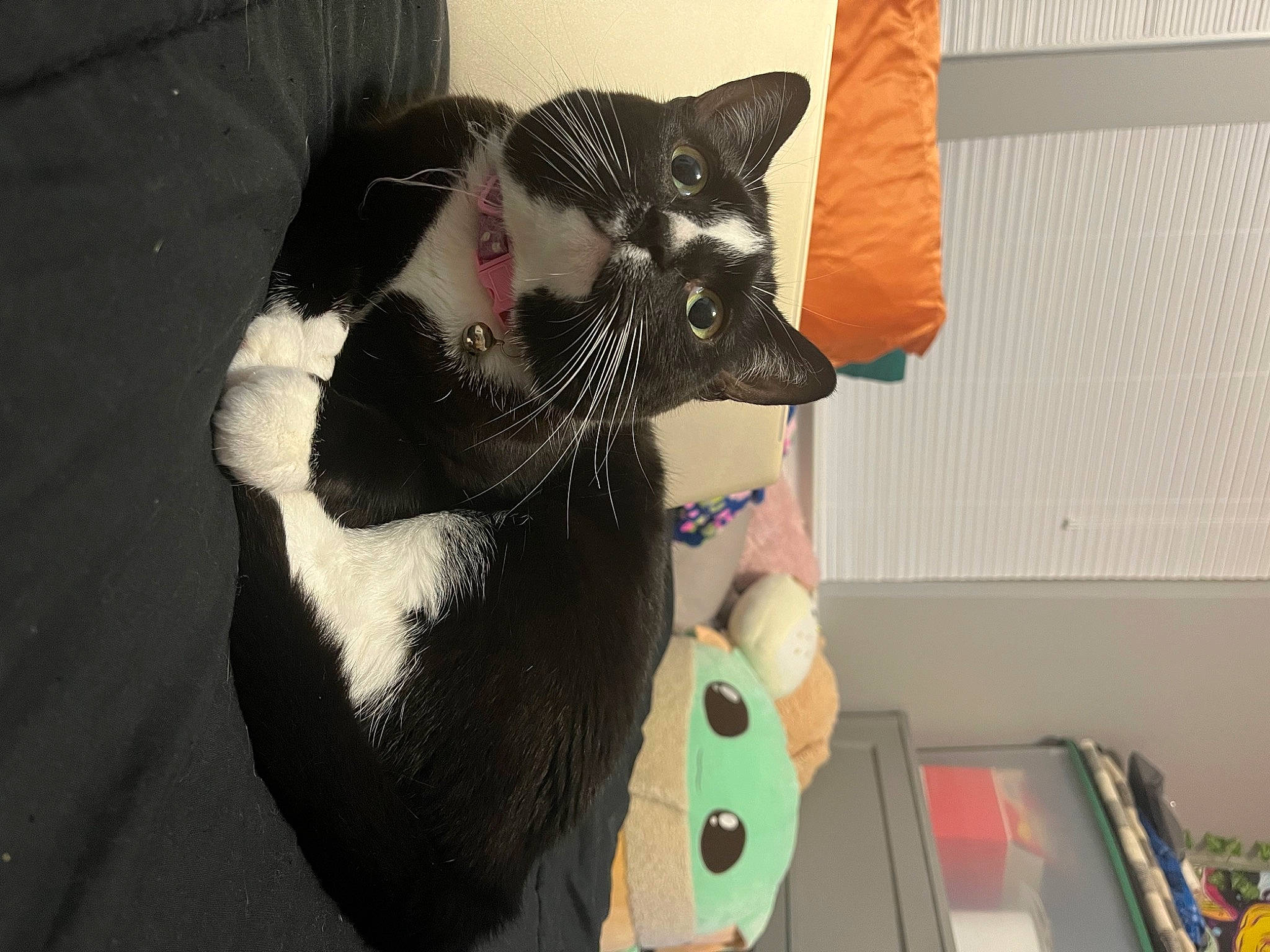 Demon joined the competition — help win amazing prizes! carmine, carnivore, cat, cat_supply, collar, comfort, dog_breed, domestic_short_haired_cat, fang, fawn, felidae, fur, pet_supply, room, small_to_medium_sized_cats, snout, stuffed_toy, tail, toy, whiskers