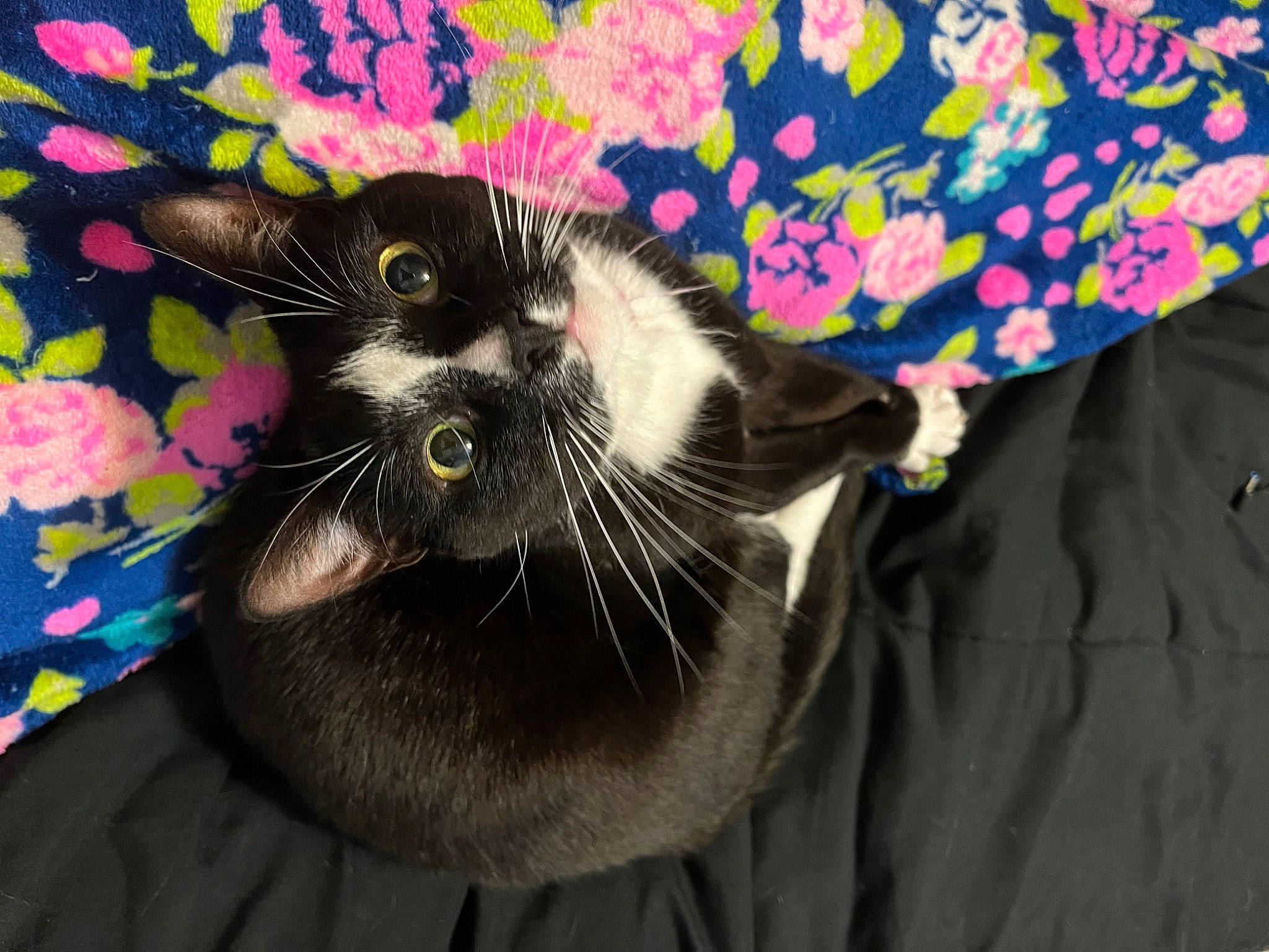 Demon is registered to the contest to win money with this photo: black_cat, carnivore, cat, claw, comfort, domestic_short_haired_cat, fang, felidae, fur, gesture, grey, paw, plant, sleeve, small_to_medium_sized_cats, snout, tail, whiskers