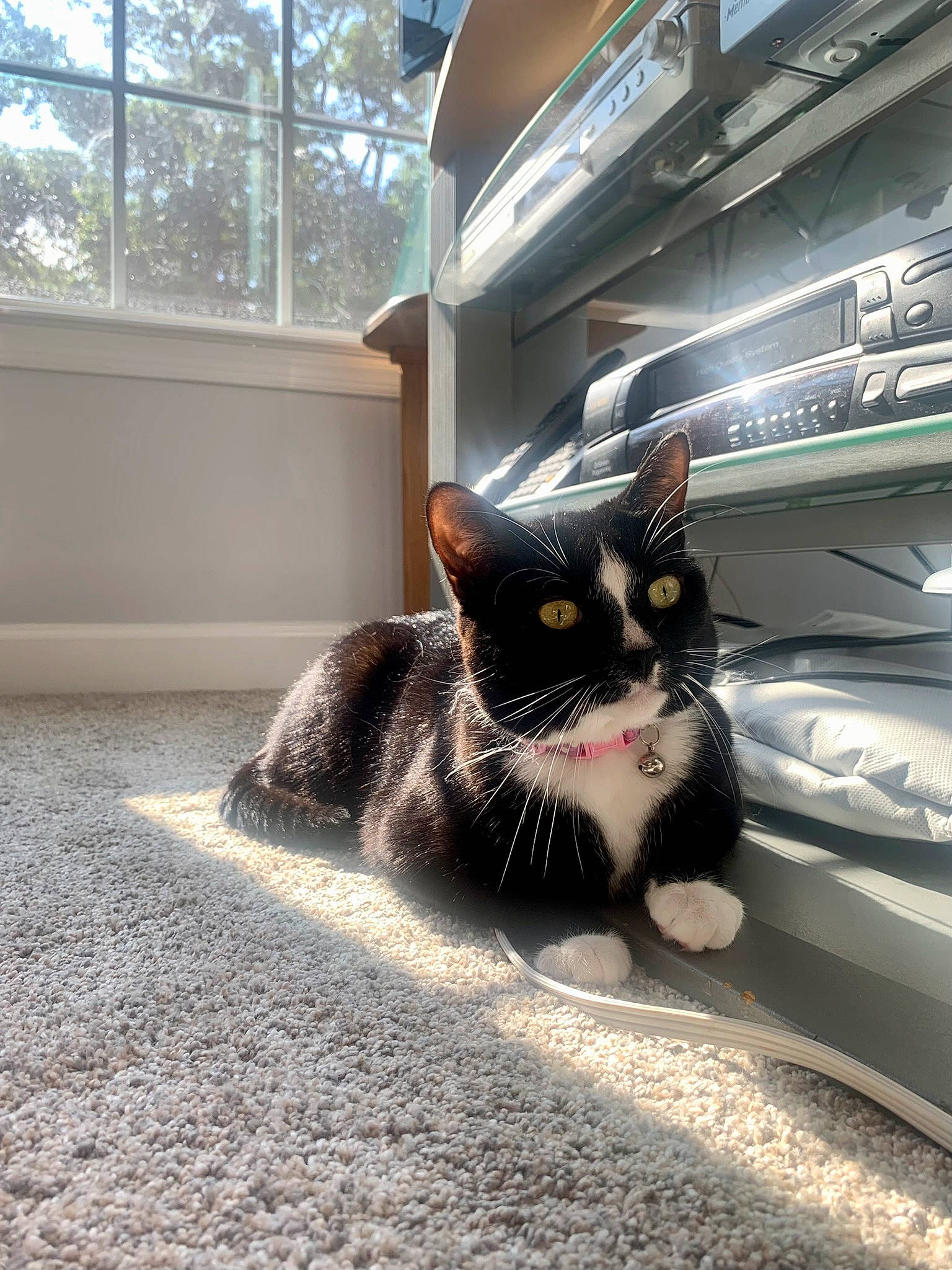 Demon joined the competition — help win amazing prizes! asphalt, automotive_design, automotive_exterior, automotive_lighting, automotive_tire, carnivore, cat, domestic_short_haired_cat, felidae, flooring, fur, grass, road, road_surface, small_to_medium_sized_cats, snout, tail, tree, whiskers, window