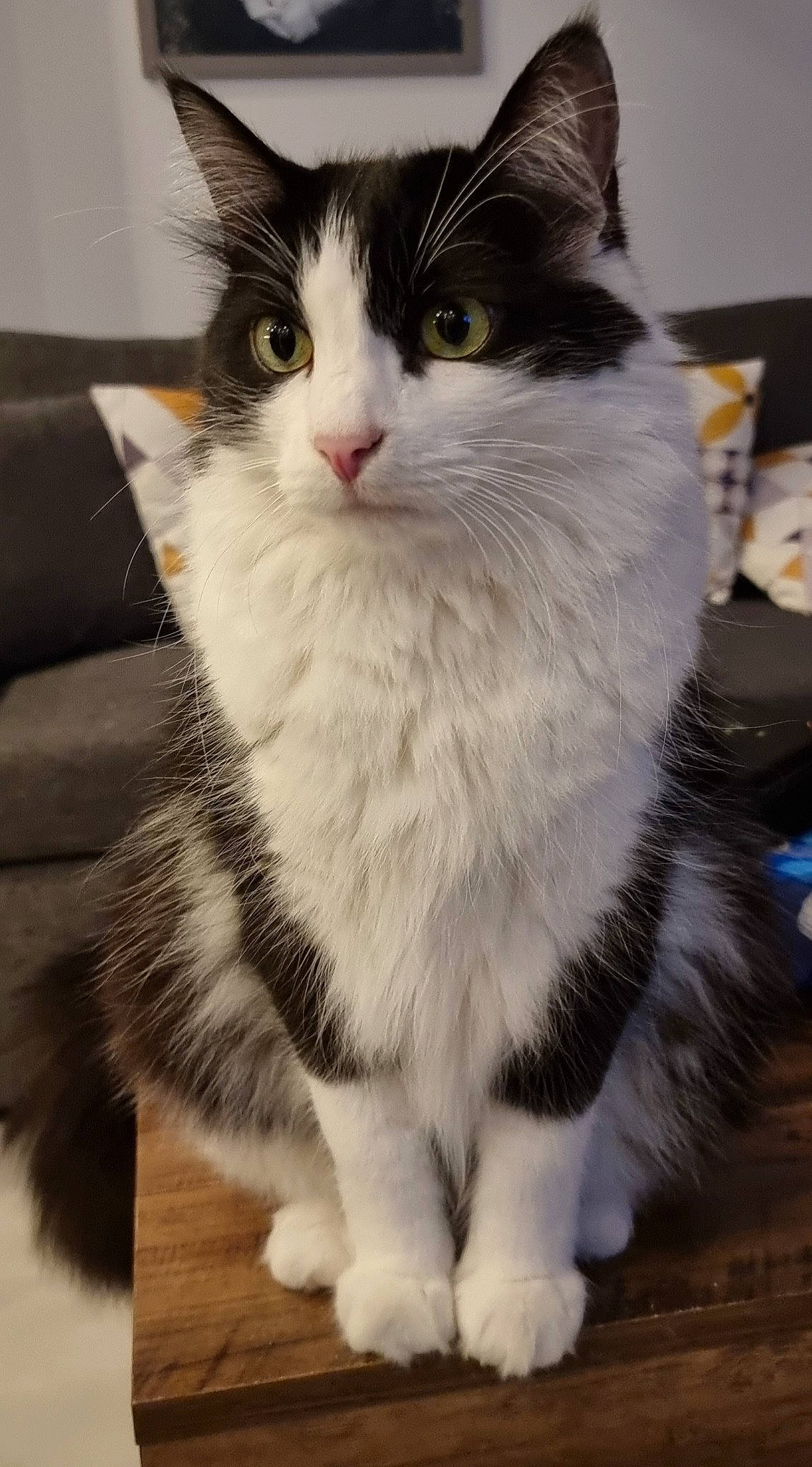 Tipoune