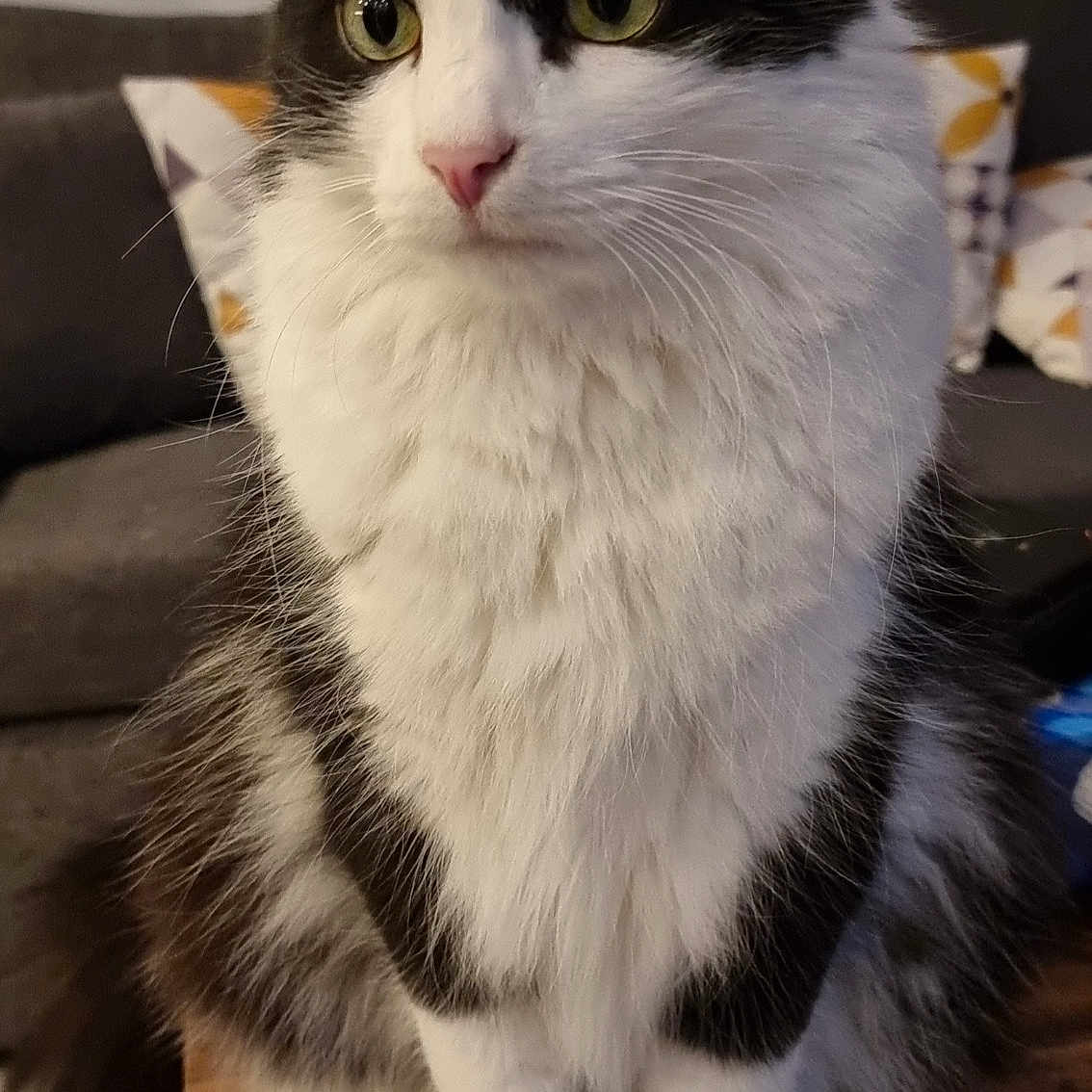 Tipoune