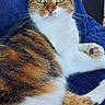 Nalla a rejoint le concours — aidez-le/la à gagner de superbes lots ! cat, tabby_cat, white_cat, pet, feline, animal, portrait, sitting, lying_down, green_eyes, whiskers, ears, paws, fur, striped_fur, blue_blanket, indoors, couch, smartphone_screenshot, gallery_interface