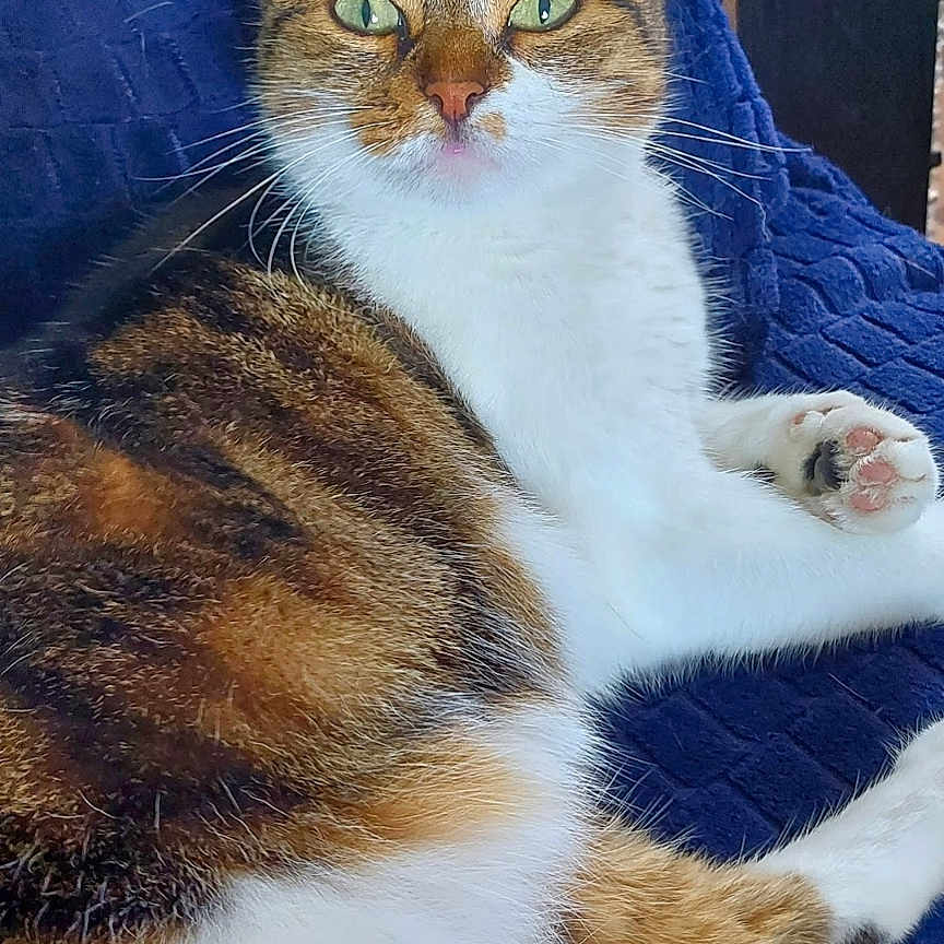 Nalla a rejoint le concours — aidez-le/la à gagner de superbes lots ! cat, tabby_cat, white_cat, pet, feline, animal, portrait, sitting, lying_down, green_eyes, whiskers, ears, paws, fur, striped_fur, blue_blanket, indoors, couch, smartphone_screenshot, gallery_interface