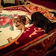 Nalla a rejoint le concours — aidez-le/la à gagner de superbes lots ! cat, cats, kitten, pet, animal, bed, bedroom, blanket, bedspread, patterned_fabric, indoor, resting, lying_down, sitting, tabby_cat, black_cat, white_cat, brown_cat, cozy, household