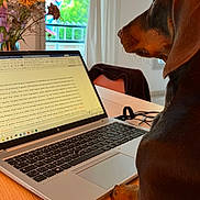 Auguste participe au concours pour gagner de l'argent avec cette photo : dog, dachshund, pet, laptop, computer, keyboard, paw, table, wood_table, window, curtain, vase, flowers, balcony, indoor, home_office, study, screen, workspace, instagram_story
