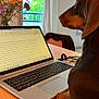 dog, dachshund, pet, laptop, computer, keyboard, paw, table, wood_table, window, curtain, vase, flowers, balcony, indoor, home_office, study, screen, workspace, instagram_story