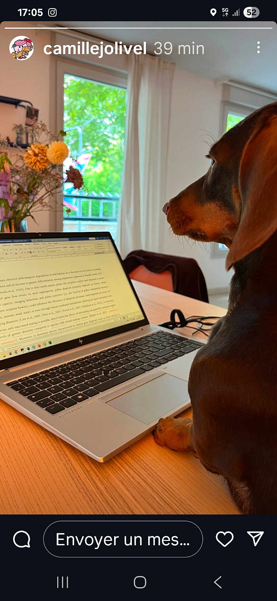Auguste participe au concours pour gagner de l'argent avec cette photo : dog, dachshund, pet, laptop, computer, keyboard, paw, table, wood_table, window, curtain, vase, flowers, balcony, indoor, home_office, study, screen, workspace, instagram_story