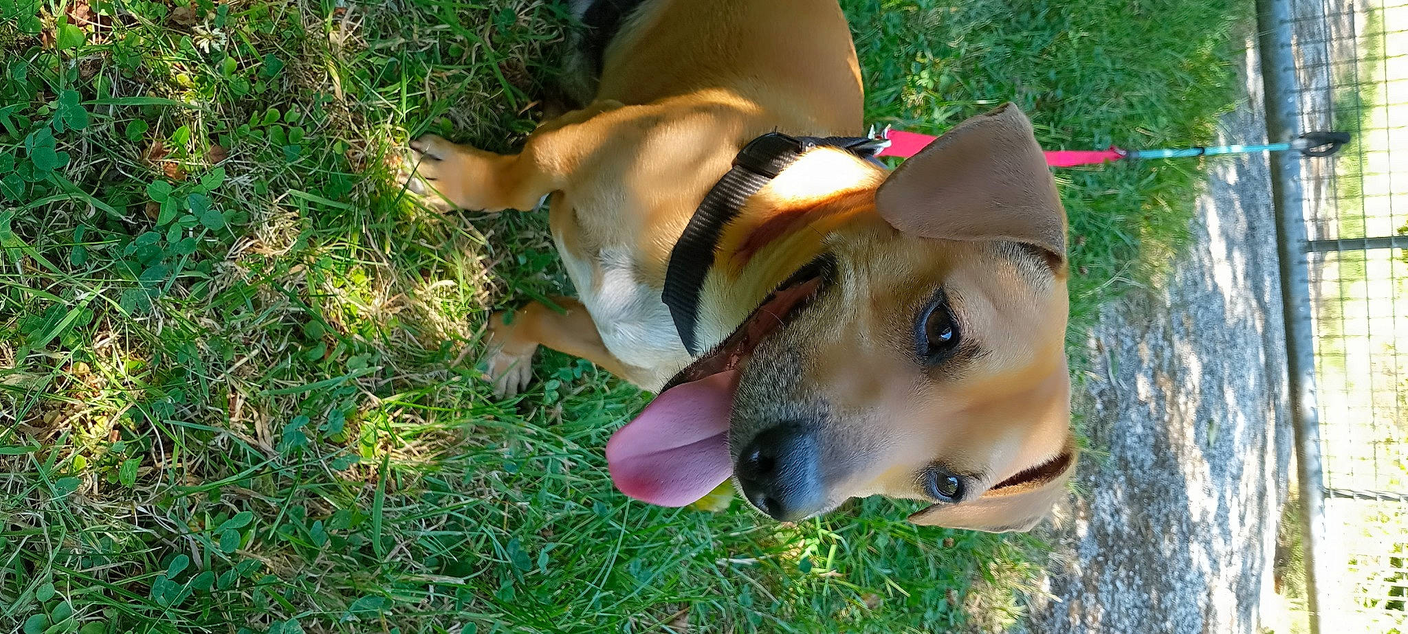 Jack a rejoint le concours — aidez-le/la à gagner de superbes lots ! adventure, canidae, carnivore, collar, companion_dog, dog, dog_breed, dog_collar, dog_supply, fang, fawn, grass, paw, plant, snout, sporting_group, tail, whiskers, working_animal, working_dog