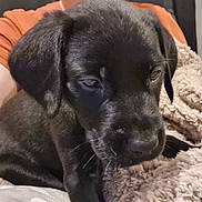 Cuillin is registered to the contest to win money with this photo: puppy, dog, black_dog, close_up, pet, animal, sleepy, blanket, cozy, fur, face, whiskers, indoor, person, orange_shirt, resting, cute, young_dog, companion, soft_texture