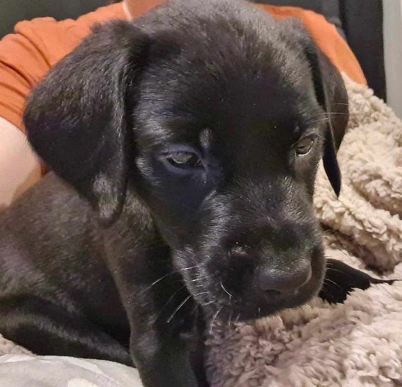 Cuillin is registered to the contest to win money with this photo: puppy, dog, black_dog, close_up, pet, animal, sleepy, blanket, cozy, fur, face, whiskers, indoor, person, orange_shirt, resting, cute, young_dog, companion, soft_texture