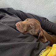 Berlin participe au concours pour gagner de l'argent avec cette photo : dog, sleeping, brown_dog, blanket, black_blanket, yellow_blanket, cozy, resting, indoors, nap, pet, fur, comfortable, relaxed, canine, animal, home, soft, couch, quiet