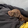 dog, sleeping, brown_dog, blanket, black_blanket, yellow_blanket, cozy, resting, indoors, nap, pet, fur, comfortable, relaxed, canine, animal, home, soft, couch, quiet