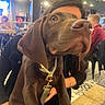 Berlin a rejoint le concours — aidez-le/la à gagner de superbes lots ! dog, puppy, brown_dog, close_up, indoor, person, lap, collar, leash, table, cafe, people, background, lighting, face, eyes, nose, pet, animal, friendly