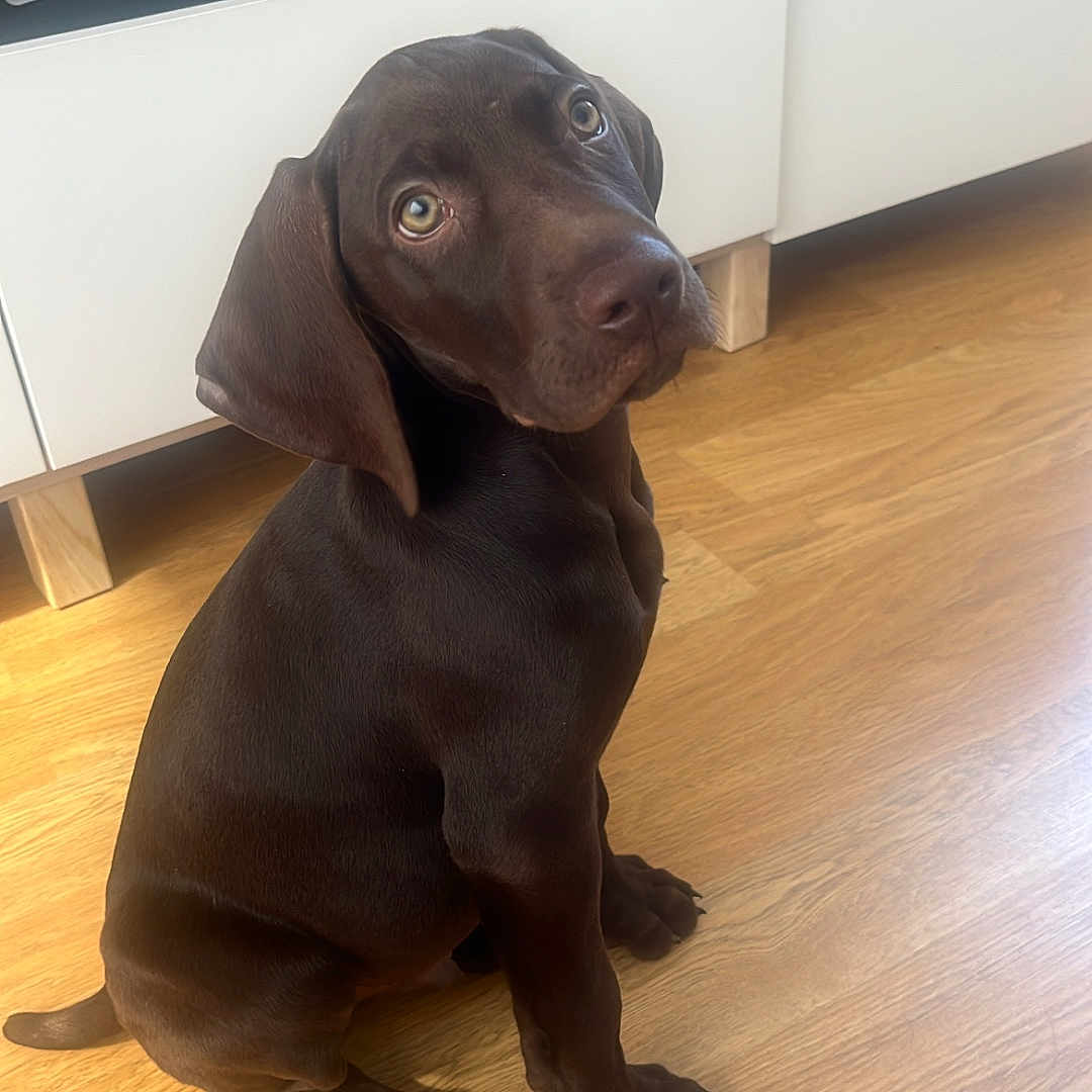 Berlin participe au concours pour gagner de l'argent avec cette photo : puppy, dog, brown_dog, indoor, wooden_floor, flooring, cabinet, furniture, pet, looking_up, cute, young_dog, canine, ears, sitting, domestic_animal, tongue_hidden, floor, eyes, companion